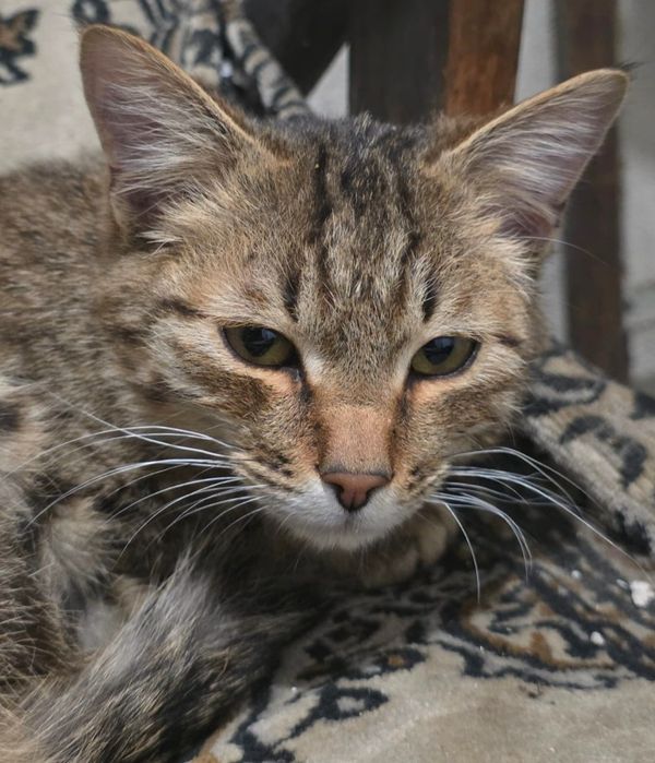 коТик ТиГрЯша 4 мес