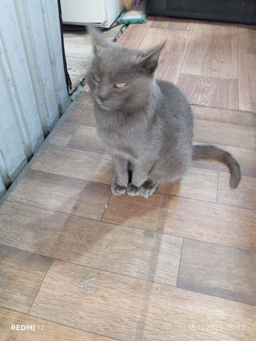 Отдам в добрые руки