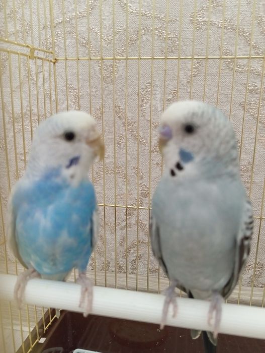 Попугай волнистые!