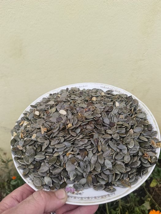 Semințe dovleac Stirya