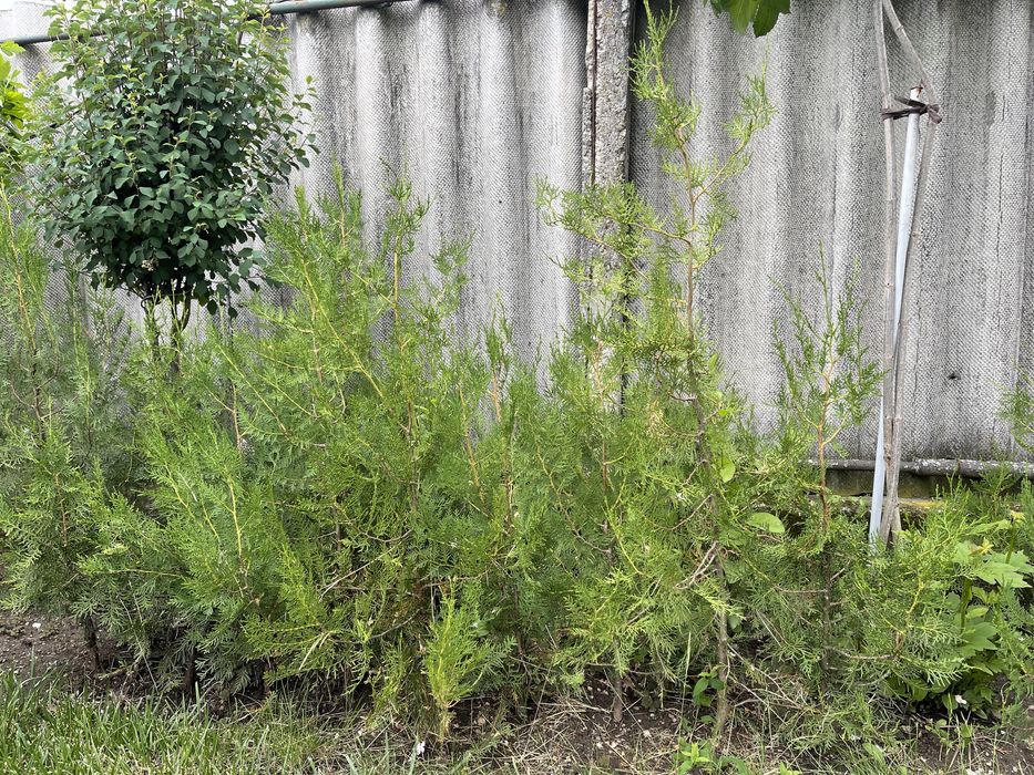 Braduti de gradina 35 lei bucata