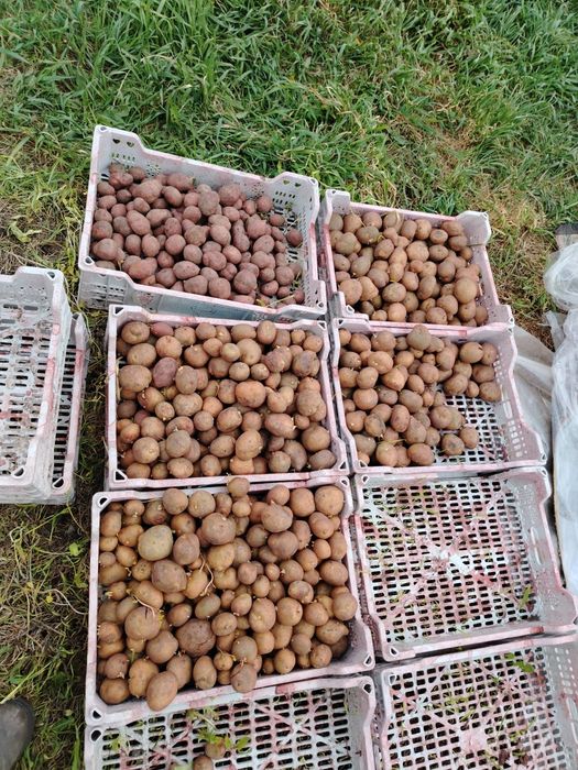 Продам картоп семенная
