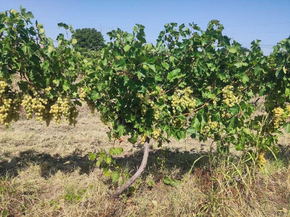 Продавам грозде - сорт Супер Ран Болгар ( за ракия)