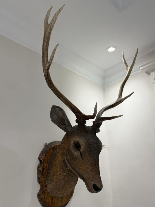 Рога олени , очень красивое!