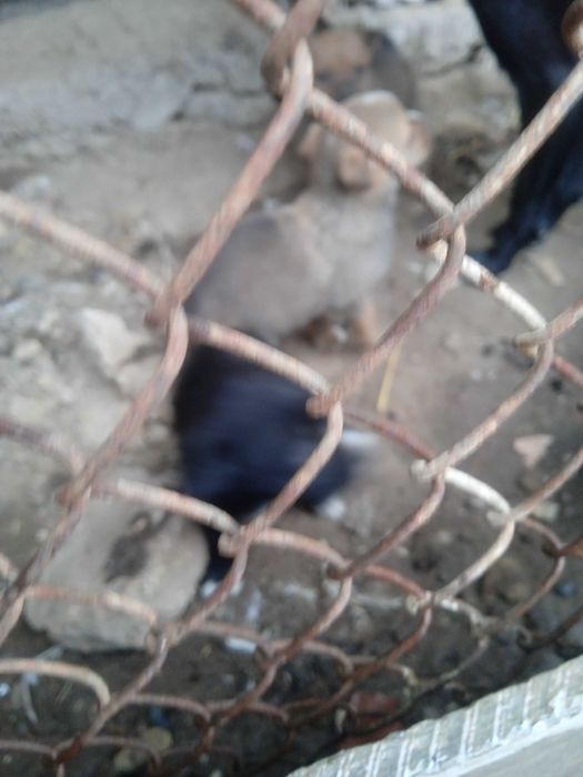 Pitbull it bolalari sotiladi