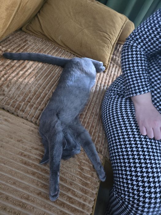 Motănel in varsta de 7 luni își cauta familie responsabila