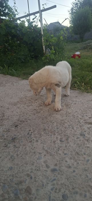 Продам шенков Алабай