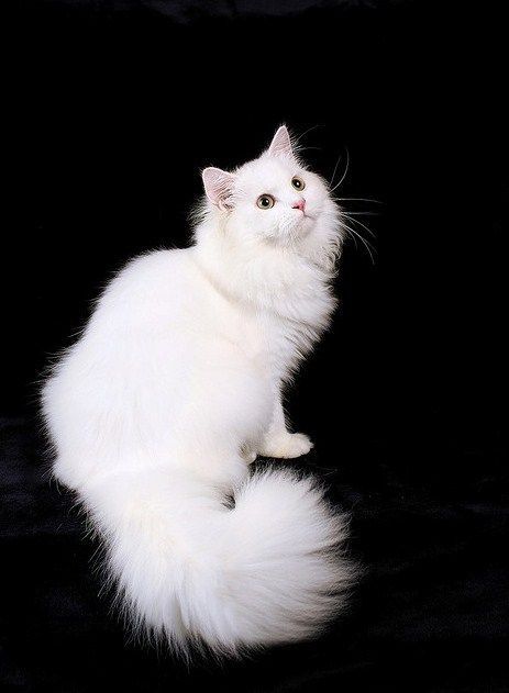 Отдам даром белых котят