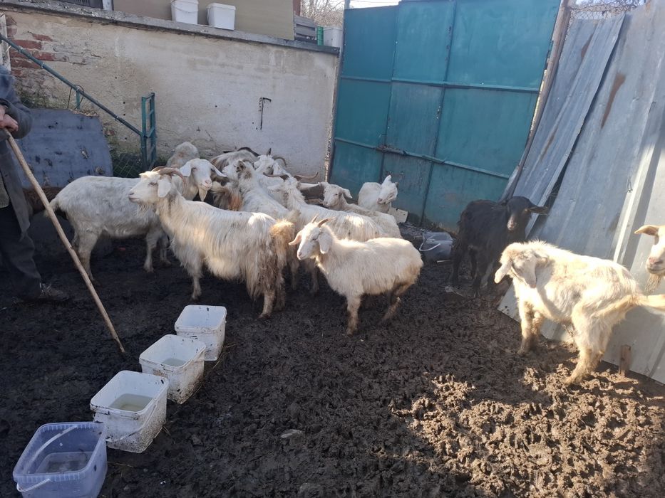 Натурално козе мляко