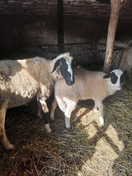 Продавам 3 овце и едно агне