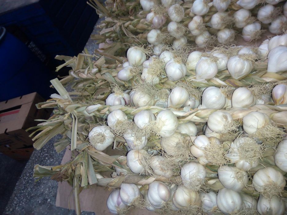 Sireaguri Usturoi de Copălău românesc