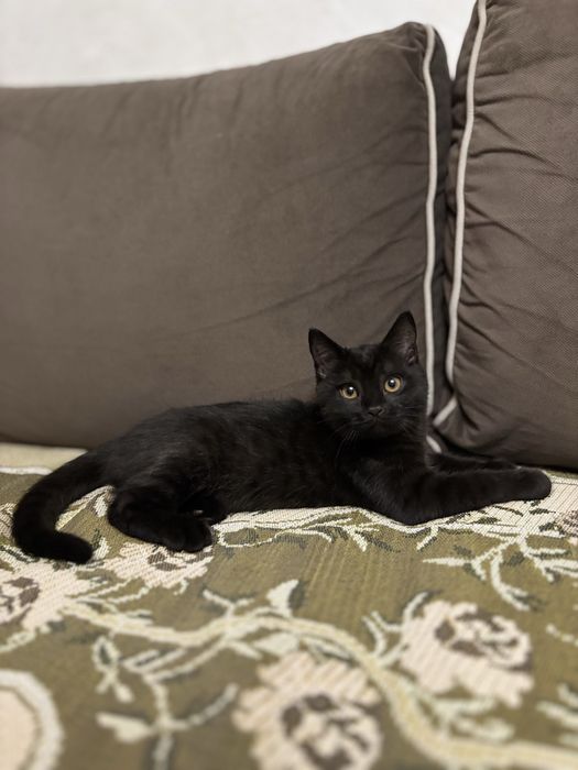 Скотиш Страйт котенок .