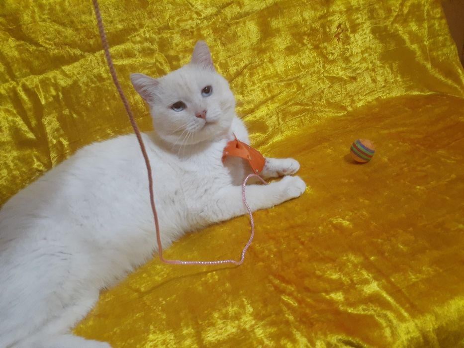 Отдам в добрые ручки!  Кастрированные  , породистые котики