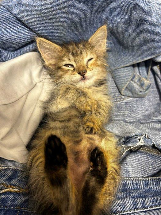 Котенок девочка 1-1,5 месяца