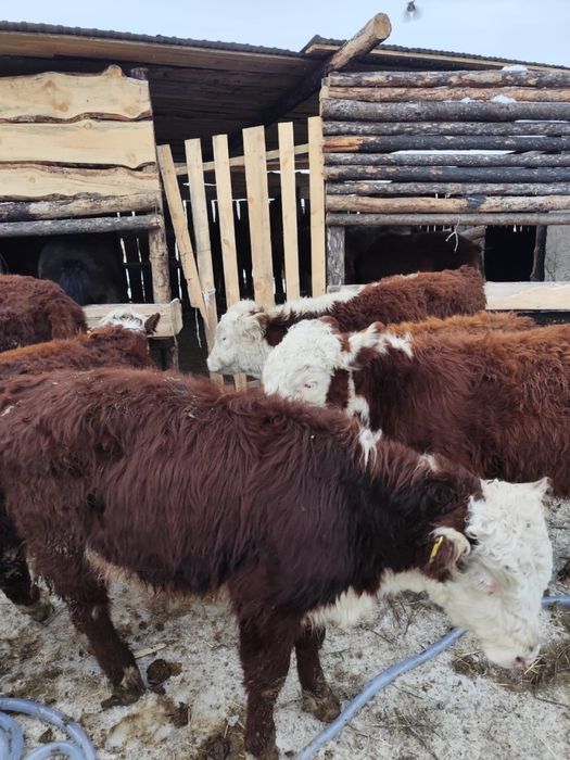 Подсос еркек бұзаулар герефорд