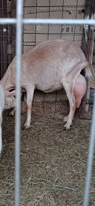 Capră bună de lapte și de iezi