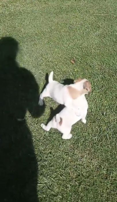 Мини Джак Ръсели