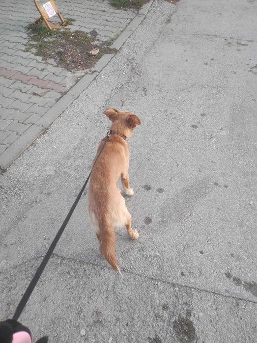 Търси се дом на Беба