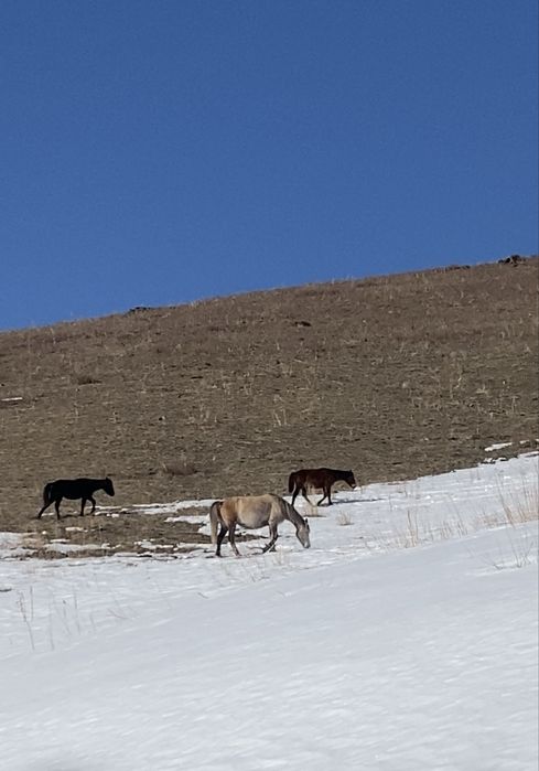 Буаз Бие сатылады