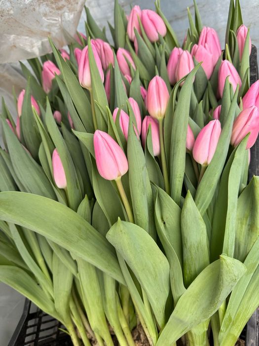 Тюльпаны экстра класса оптом