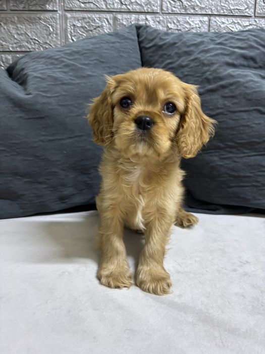 Продаються щенки Кавалер кинг чарльз спаниель