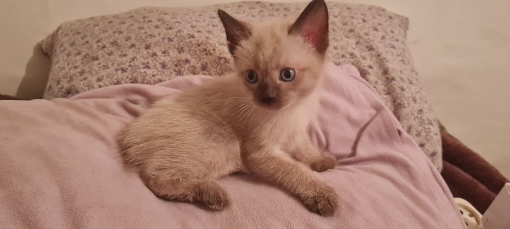 Срочно Отдам котёнка