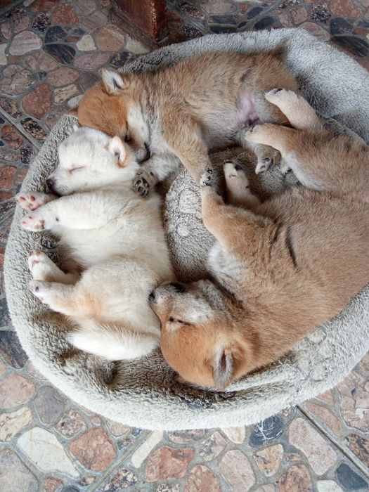 Pui shiba inu varsta 9 saptamani