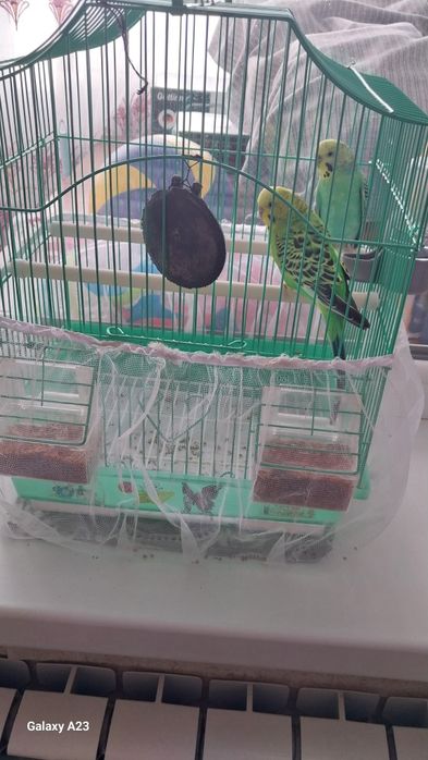 Папугай сатылады