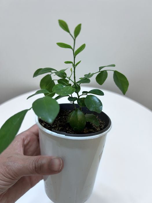 Мурайя комнатное растение продам