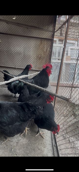 Gigant qora shahzoda tuxumlari sotuvda