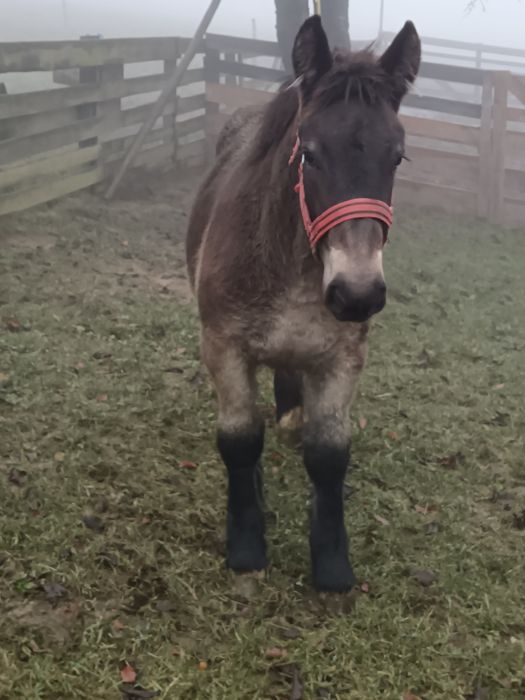 De vânzare minza de 6 luni