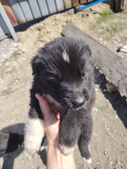 Отдам щенков в добрые руки. Возраст месяц