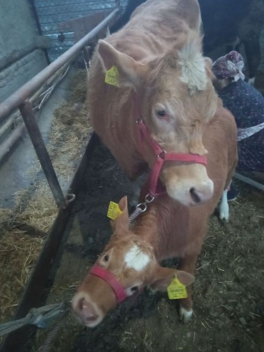 Zotli sigir va bola sotilaci