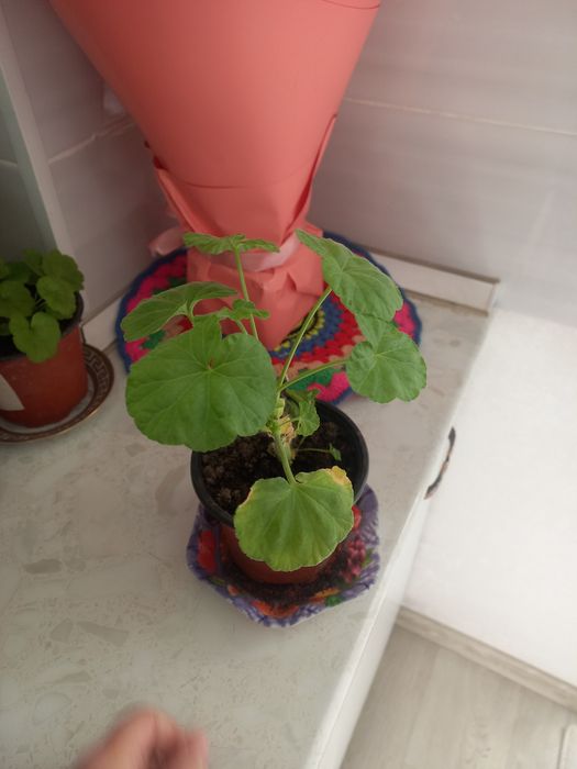 Команатние растения