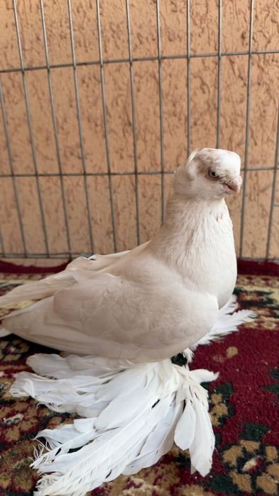 Голубь молодой Гульбадам