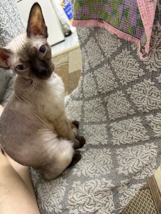 Отдам донских сфинксов!