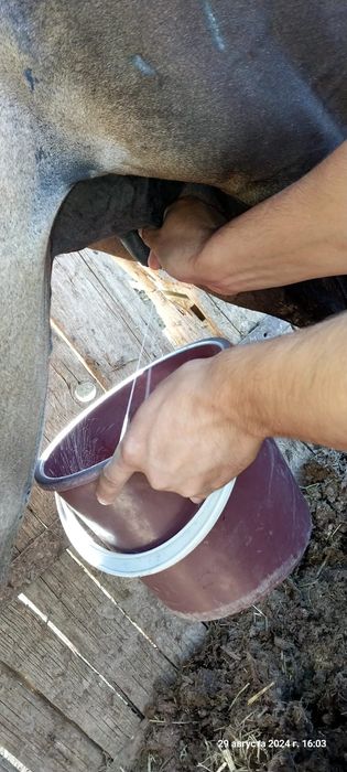 Бие сатылады 840мын