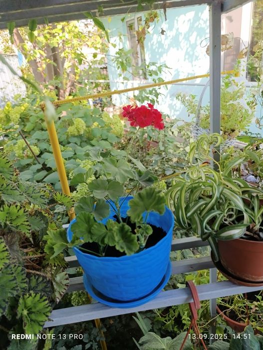 Продам комнатные цветы