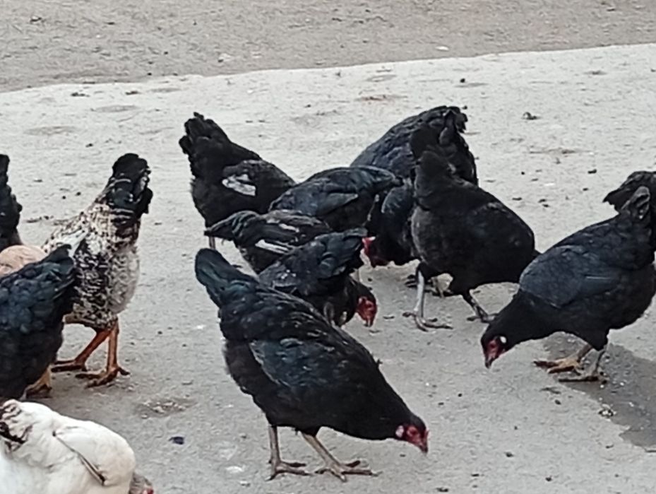 Xonaki uy tovuqlari sotiladi.