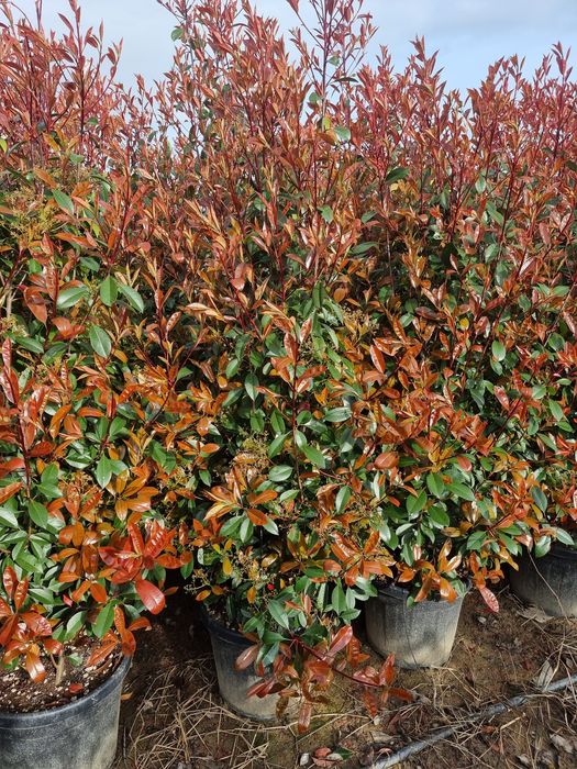 Photinia red robin- Eunomius pe tija