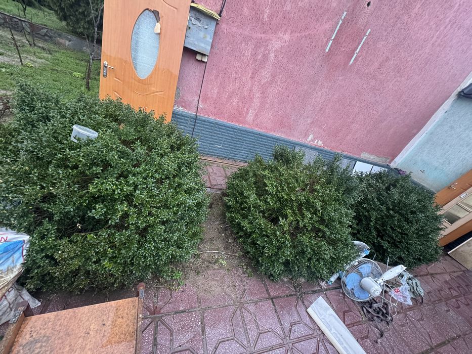 самшит вечнозелёный