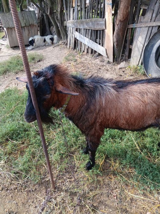 Vând țap alpin francez