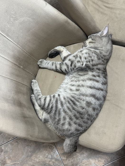 Отдам кота в хорошие руки