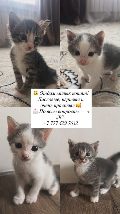 Кімге мысық керек хабарласың