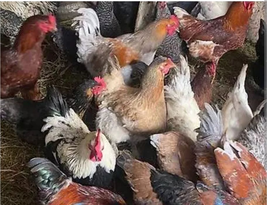 Продается петухи