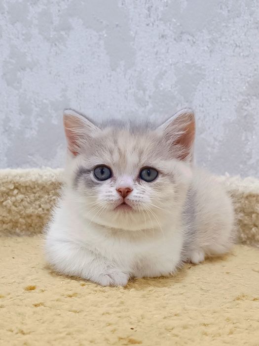 Манчкин девочка красотка