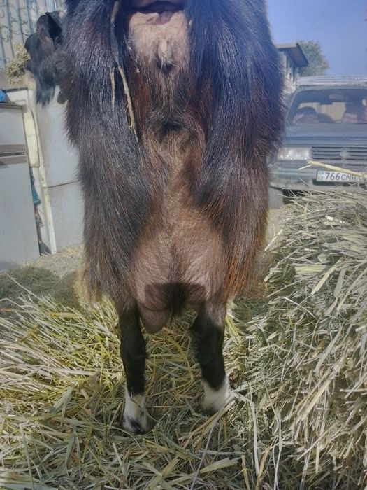 Продам альпийскую дойную козу.