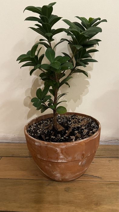 Лирата комнатные цветы