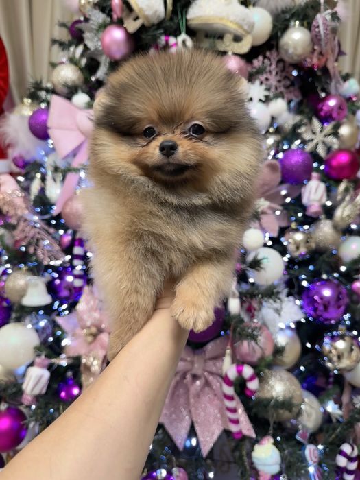 Mascul pomeranian fci pedigree