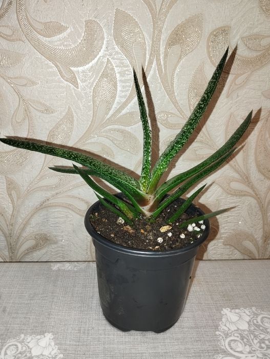 Продам Гастерию продам